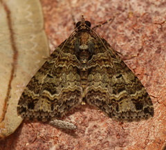 Crasilogia gressitti