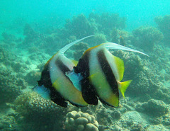 Heniochus intermedius