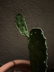 Opuntia