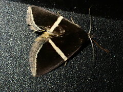 Chalciope
