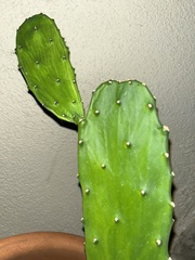 Opuntia