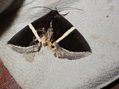 Chalciope