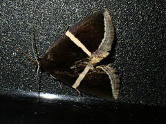 Chalciope