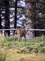 Odocoileus hemionus sitkensis