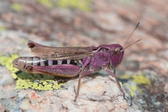 Gomphocerus sibiricus