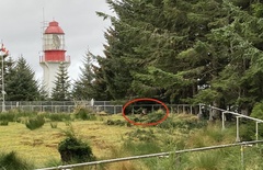 Odocoileus hemionus sitkensis