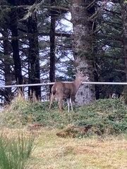 Odocoileus hemionus sitkensis