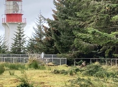 Odocoileus hemionus sitkensis