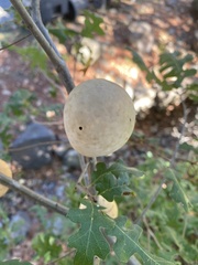 Amphibolips quercuspomiformis