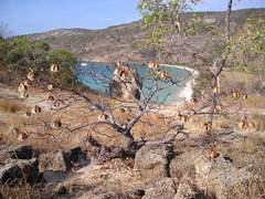 Cochlospermum gillivraei