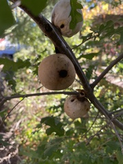 Amphibolips quercuspomiformis