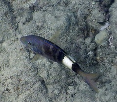 Parupeneus multifasciatus