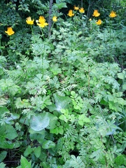 Trollius macropetalus