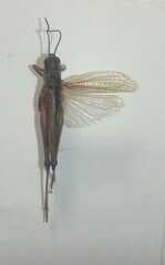 Chorthippus intermedius