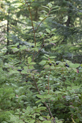 Vaccinium membranaceum