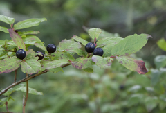 Vaccinium membranaceum