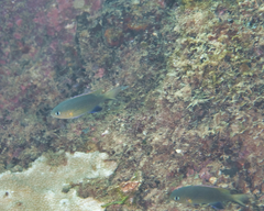Pycnochromis vanderbilti