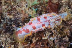 Hexabranchus sanguineus