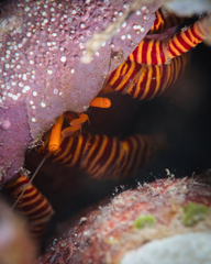 Ciliopagurus strigatus