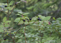 Vaccinium membranaceum