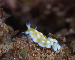 Goniobranchus vibratus