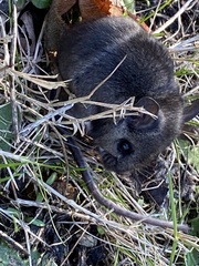 Peromyscus sonoriensis