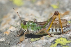 Gomphocerus sibiricus