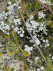 Logania minor