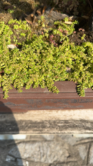 Pilea microphylla