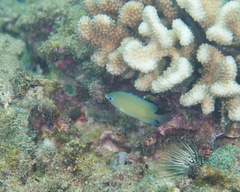 Plectroglyphidodon johnstonianus