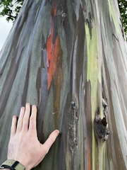 Eucalyptus deglupta