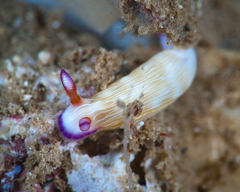 Hypselodoris violabranchia