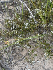 Logania minor