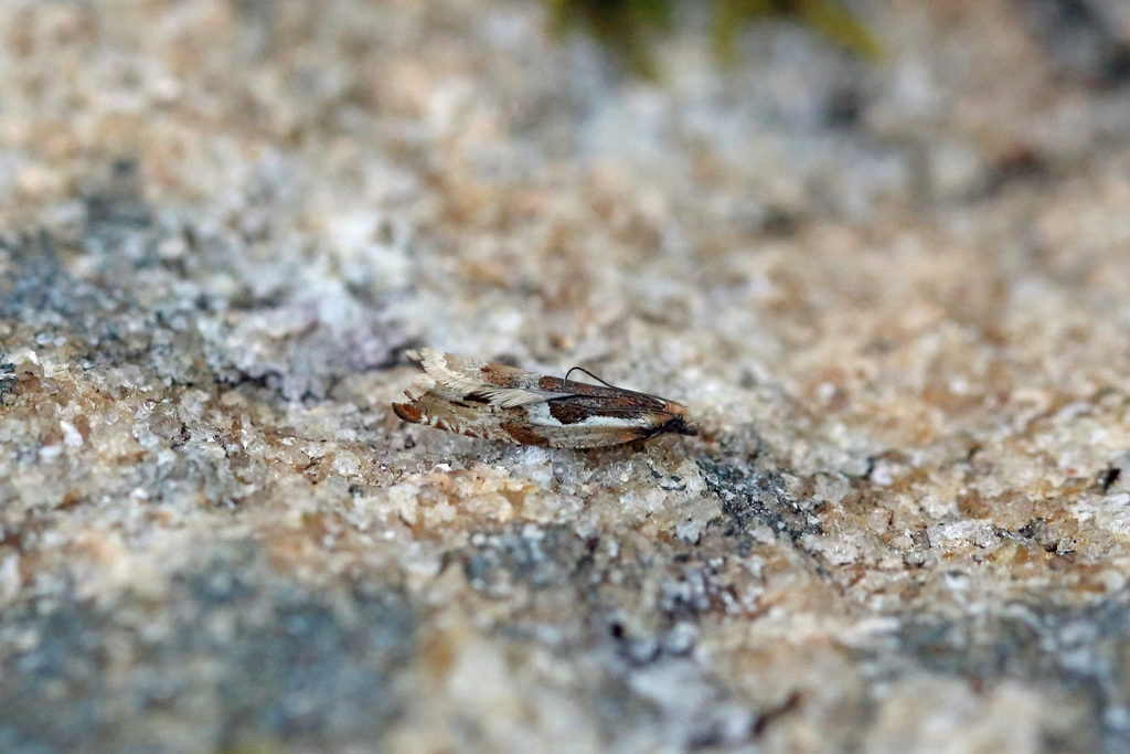 Bilberry Roller
