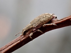 Sitona discoideus