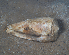 Conus striatus