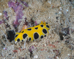 Phyllidia polkadotsa