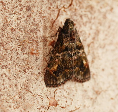 Orthaga atribasalis