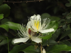Capparis zeylanica