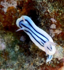 Chromodoris lochi
