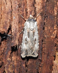 Agrotis munda
