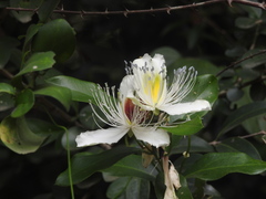 Capparis zeylanica