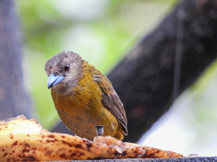 Ramphocelus passerinii