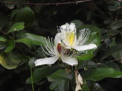 Capparis zeylanica