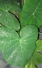 Xanthosoma sagittifolium