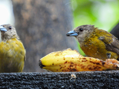 Ramphocelus passerinii