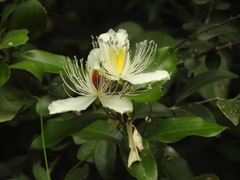 Capparis zeylanica