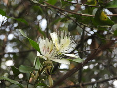 Capparis zeylanica