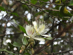 Capparis zeylanica