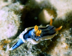 Chromodoris elisabethina